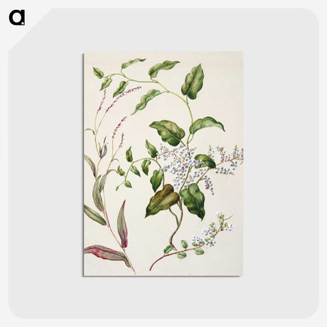 1-95_Native-Flowering-Plants-of-New-Zealand_postcard