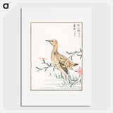 アートポスター-Eastern Redshank and Pink Flower
 - 鳥類図鑑 Poster.