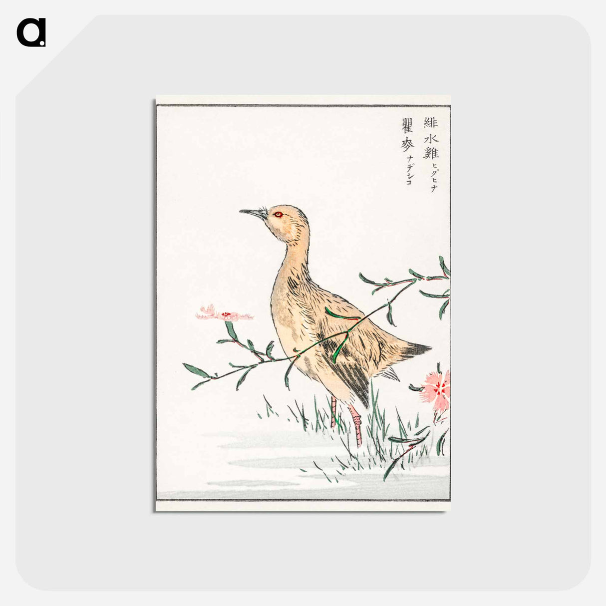 アートポストカード-Eastern Redshank and Pink Flower
 - 鳥類図鑑 Postcard.