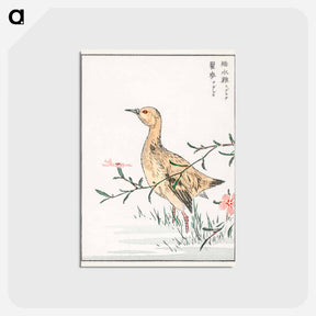 アートポストカード-Eastern Redshank and Pink Flower
 - 鳥類図鑑 Postcard.