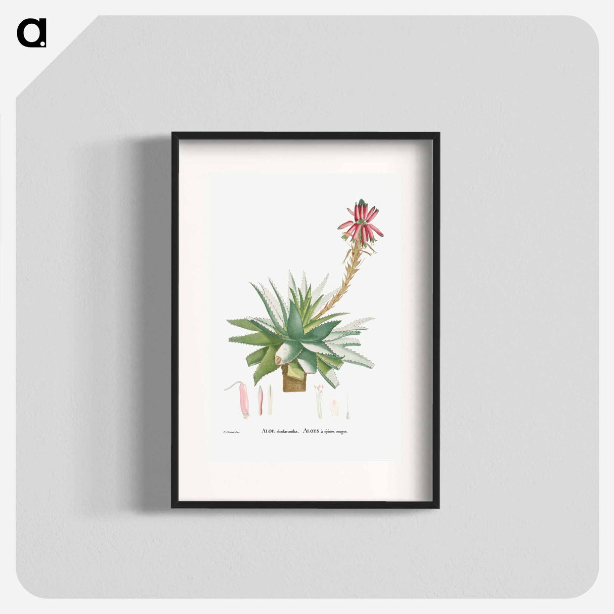 Aloe Rhodacantha - ピエール ジョゼフ ルドゥーテ Poster.