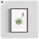 Aloe Rhodacantha - Pierre Joseph Redouté Poster.
