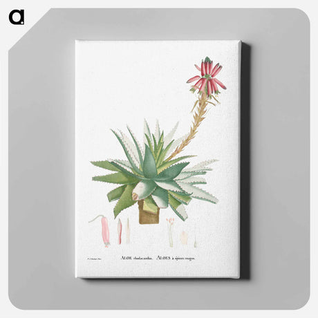 アートパネル-Aloe Rhodacantha - ピエール ジョゼフ ルドゥーテ Canvas.