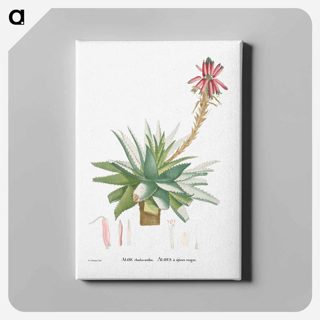 アートパネル-Aloe Rhodacantha - ピエール ジョゼフ ルドゥーテ Canvas.