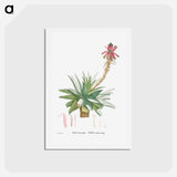 アートポストカード-Aloe Rhodacantha - ピエール ジョゼフ ルドゥーテ Postcard.