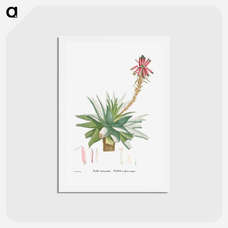 アートポストカード-Aloe Rhodacantha - ピエール ジョゼフ ルドゥーテ Postcard.