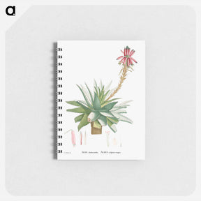 アートメモ帳-Aloe Rhodacantha - ピエール ジョゼフ ルドゥーテ Memo.