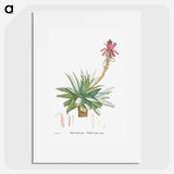 Aloe Rhodacantha - Pierre Joseph Redouté Poster.