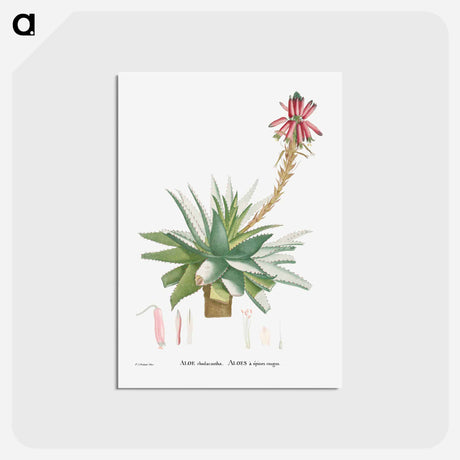 アートポストカード-Aloe Rhodacantha - ピエール ジョゼフ ルドゥーテ Postcard.