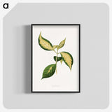 1-95_Plants-with-Colored-Foliage_blk-crop