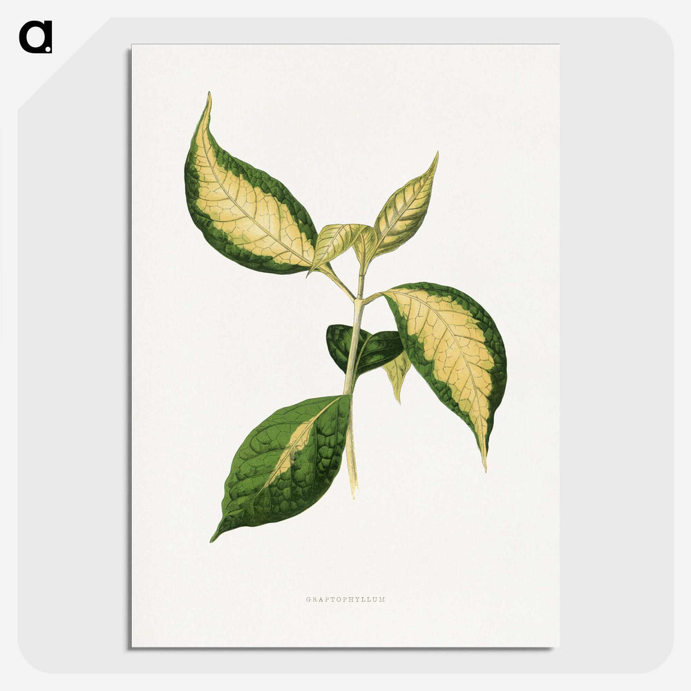 1-95_Plants-with-Colored-Foliage_picture-crop