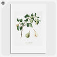 1-95_Pomona-Italiana_picture
