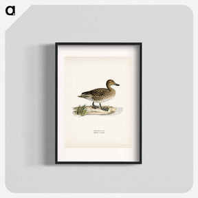 アートポスター-Pintail
 - スヴェンスカ フォグラル Poster.