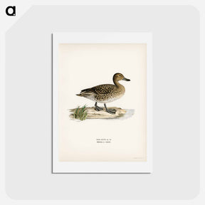 アートポストカード-Pintail
 - スヴェンスカ フォグラル Postcard.