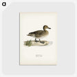 1-95_Svenska-Faglar_postcard