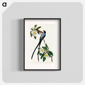 アートポスター-Fork-tailed Flycatcher from Birds of America
 - アメリカの鳥たち Poster.