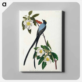 アートパネル-Fork-tailed Flycatcher from Birds of America
 - アメリカの鳥たち Canvas.