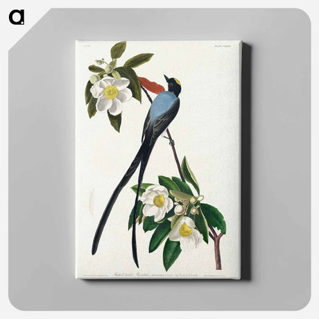 アートパネル-Fork-tailed Flycatcher from Birds of America
 - アメリカの鳥たち Canvas.