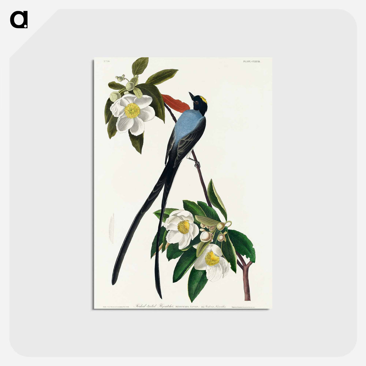 アートポストカード-Fork-tailed Flycatcher from Birds of America
 - アメリカの鳥たち Postcard.