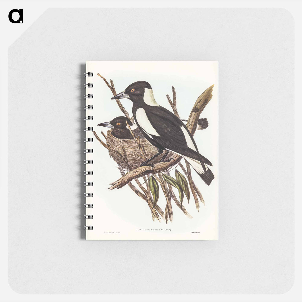 アートメモ帳-Piping Crow-Shrike
 - オーストラリアの鳥 Memo.