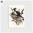 アートポストカード-Piping Crow-Shrike
 - オーストラリアの鳥 Postcard.