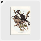 アートポストカード-Piping Crow-Shrike
 - オーストラリアの鳥 Postcard.