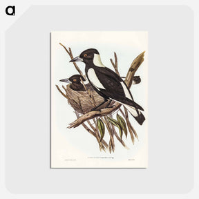 アートポストカード-Piping Crow-Shrike
 - オーストラリアの鳥 Postcard.