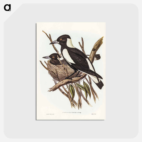 アートポストカード-Piping Crow-Shrike
 - オーストラリアの鳥 Postcard.