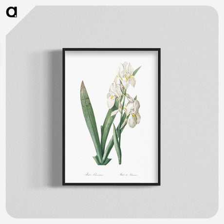 1-95_The-Lilies_blk-crop