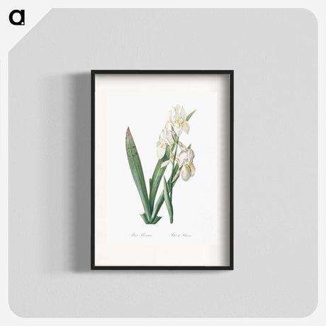 1-95_The-Lilies_blk