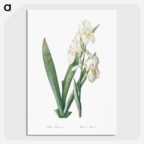 1-95_The-Lilies_picture-crop