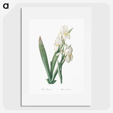 1-95_The-Lilies_picture