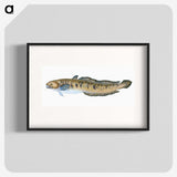 1-95_The-Natural-History-of-British-Fishes_blk