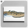 1-95_The-Natural-History-of-British-Fishes_canvas