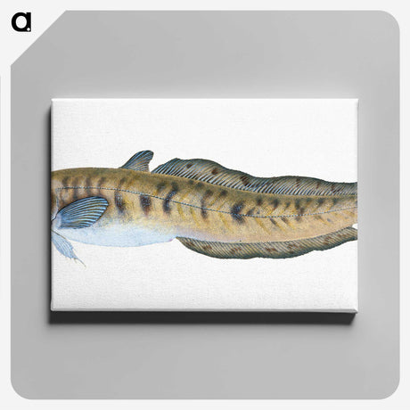 1-95_The-Natural-History-of-British-Fishes_canvas