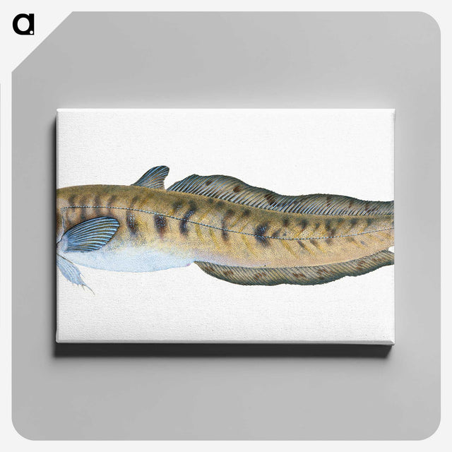 1-95_The-Natural-History-of-British-Fishes_canvas
