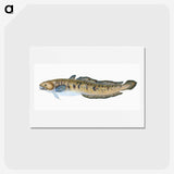 1-95_The-Natural-History-of-British-Fishes_hagaki