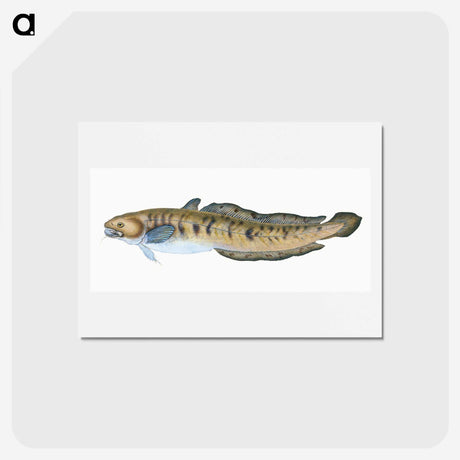 1-95_The-Natural-History-of-British-Fishes_hagaki