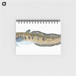 1-95_The-Natural-History-of-British-Fishes_memo