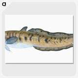 1-95_The-Natural-History-of-British-Fishes_picture-crop
