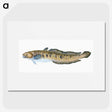 1-95_The-Natural-History-of-British-Fishes_picture