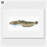 1-95_The-Natural-History-of-British-Fishes_picture