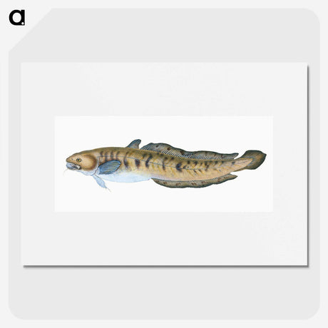 1-95_The-Natural-History-of-British-Fishes_picture