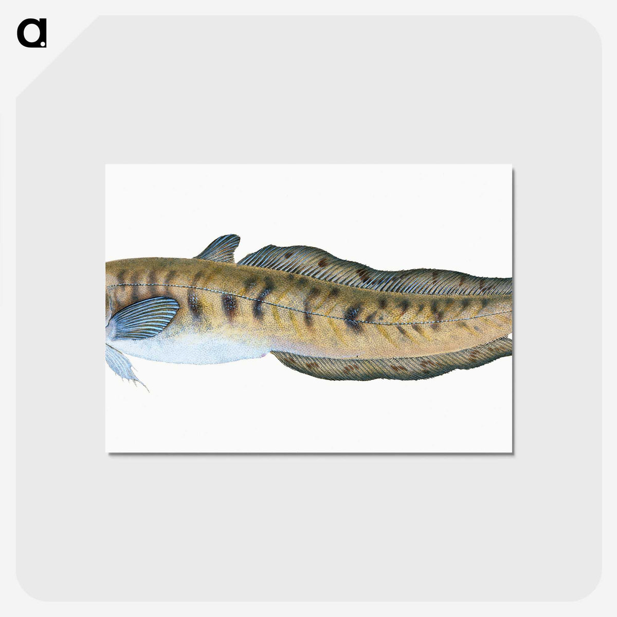 1-95_The-Natural-History-of-British-Fishes_postcard