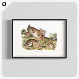 1-95_The-Viviparous-Quadrupeds_blk