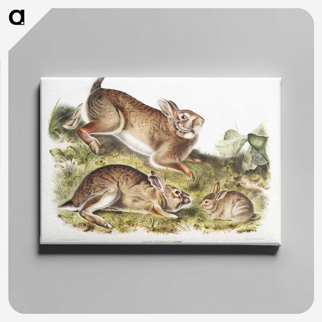 1-95_The-Viviparous-Quadrupeds_canvas