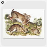 1-95_The-Viviparous-Quadrupeds_picture-crop