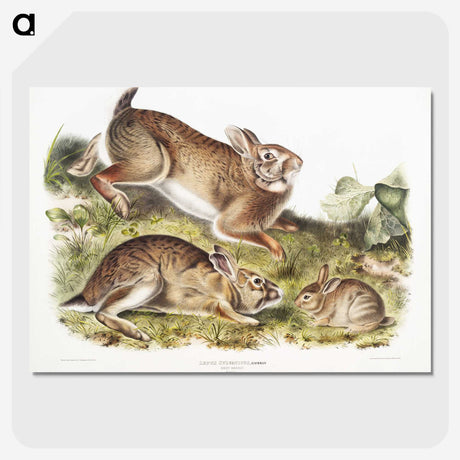 1-95_The-Viviparous-Quadrupeds_picture-crop
