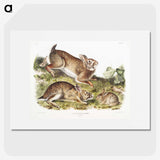 1-95_The-Viviparous-Quadrupeds_picture
