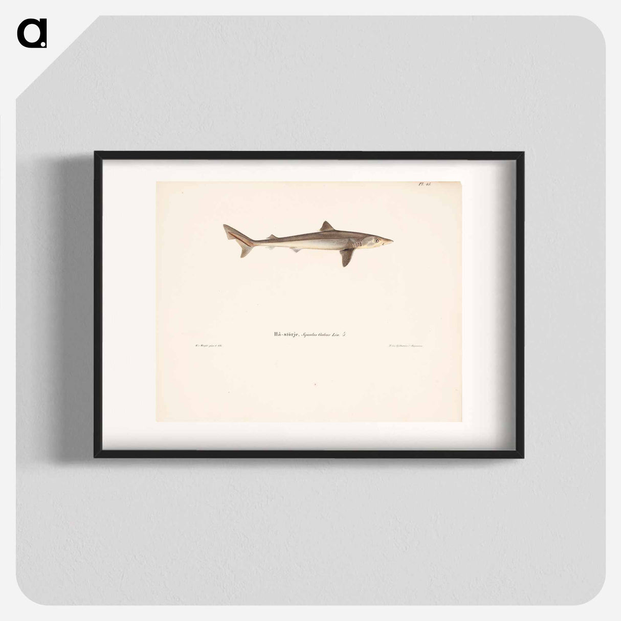 Tope shark - ヴィルヘルム フォン ライト Poster.